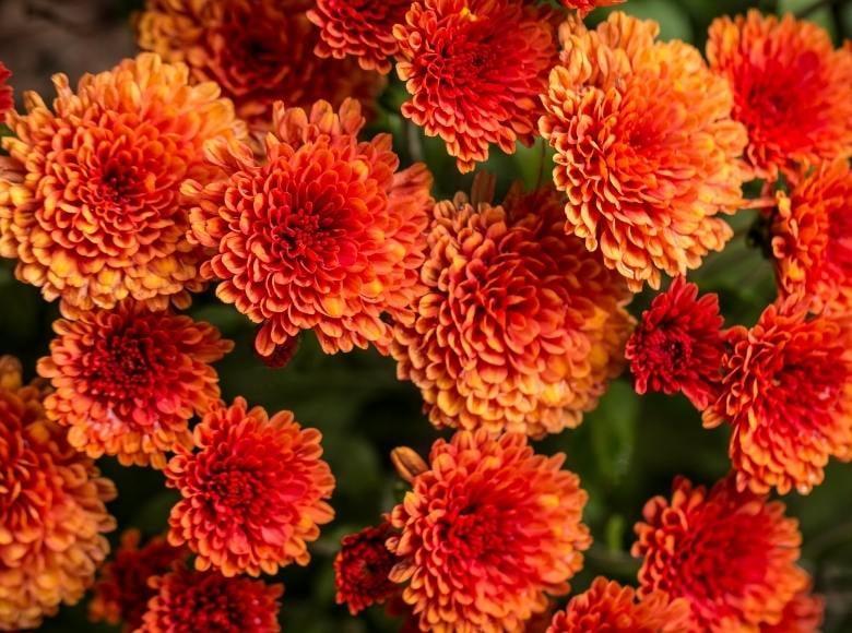 Florida Fall Flowers